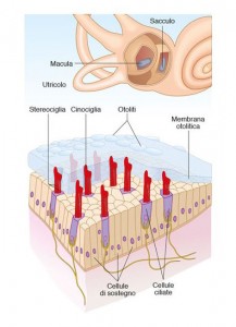 12 Edises Otorinolaringoiatria2